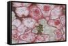 Baton Rouge Lichen-null-Framed Stretched Canvas