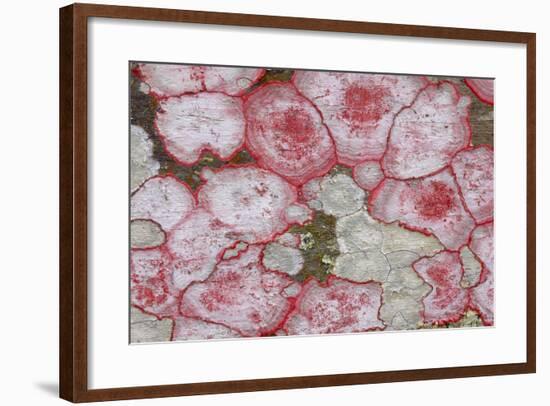 Baton Rouge Lichen-null-Framed Photographic Print