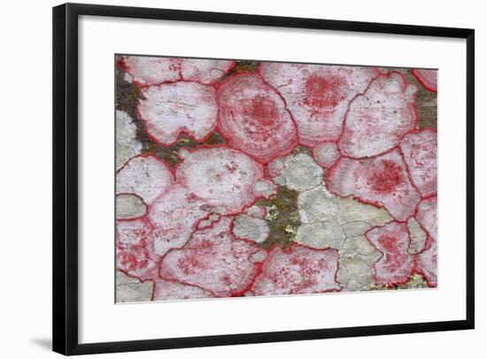 Baton Rouge Lichen-null-Framed Photographic Print