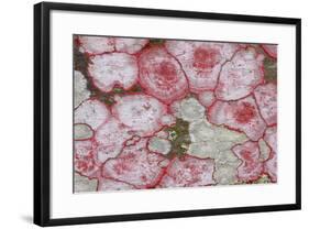 Baton Rouge Lichen-null-Framed Photographic Print