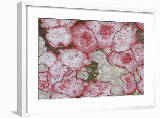 Baton Rouge Lichen-null-Framed Photographic Print