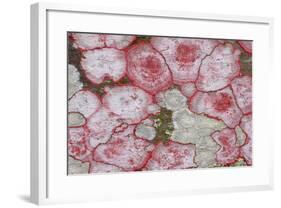 Baton Rouge Lichen-null-Framed Photographic Print