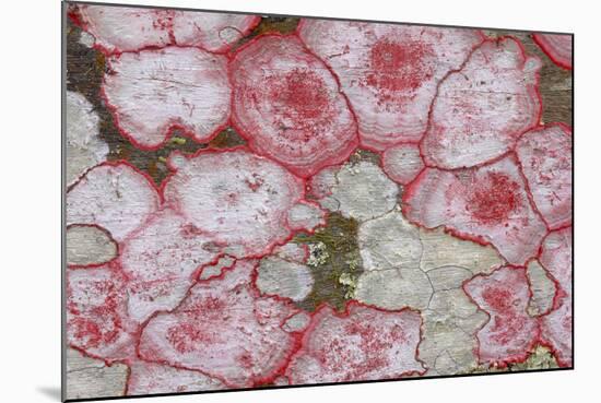 Baton Rouge Lichen-null-Mounted Photographic Print