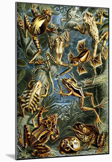 Batrachia Nature Art Print Poster by Ernst Haeckel-null-Mounted Poster