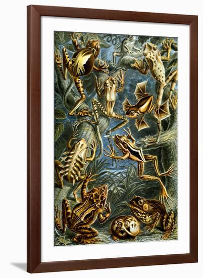 Batrachia Nature by Ernst Haeckel-null-Framed Art Print