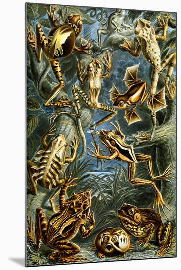 Batrachia Nature by Ernst Haeckel-null-Mounted Art Print