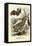 Bats, 1863-79-Raimundo Petraroja-Framed Stretched Canvas