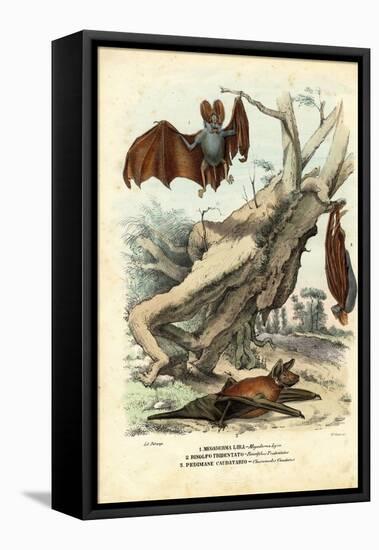 Bats, 1863-79-Raimundo Petraroja-Framed Stretched Canvas