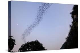 Bats Cave, Battambang, Battambang Province, Cambodia, Indochina, Southeast Asia, Asia-Nathalie Cuvelier-Stretched Canvas