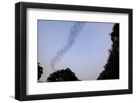 Bats Cave, Battambang, Battambang Province, Cambodia, Indochina, Southeast Asia, Asia-Nathalie Cuvelier-Framed Photographic Print