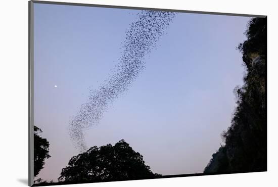 Bats Cave, Battambang, Battambang Province, Cambodia, Indochina, Southeast Asia, Asia-Nathalie Cuvelier-Mounted Photographic Print