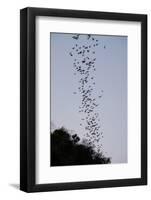 Bats Cave, Battambang, Battambang Province, Cambodia, Indochina, Southeast Asia, Asia-Nathalie Cuvelier-Framed Photographic Print