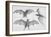 Bats. (Chiroptera), 1885-null-Framed Giclee Print