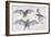 Bats. (Chiroptera), 1885-null-Framed Giclee Print