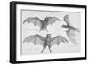 Bats. (Chiroptera), 1885-null-Framed Giclee Print