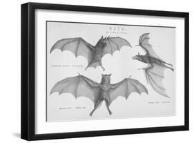 Bats. (Chiroptera), 1885-null-Framed Giclee Print