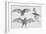 Bats. (Chiroptera), 1885-null-Framed Giclee Print