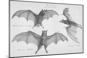 Bats. (Chiroptera), 1885-null-Mounted Premium Giclee Print