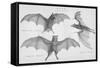 Bats. (Chiroptera), 1885-null-Framed Stretched Canvas