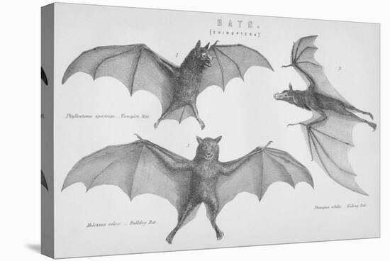 Bats. (Chiroptera), 1885-null-Stretched Canvas
