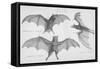 Bats. (Chiroptera), 1885-null-Framed Stretched Canvas