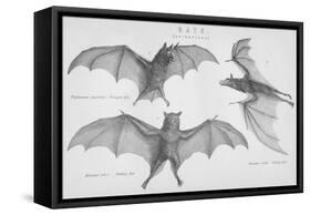 Bats. (Chiroptera), 1885-null-Framed Stretched Canvas