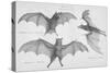 Bats. (Chiroptera), 1885-null-Stretched Canvas