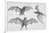 Bats. (Chiroptera), 1885-null-Framed Premium Giclee Print