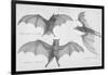 Bats. (Chiroptera), 1885-null-Framed Premium Giclee Print