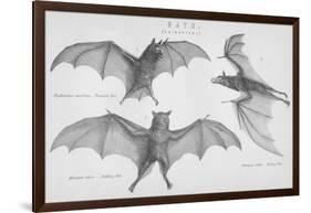 Bats. (Chiroptera), 1885-null-Framed Giclee Print