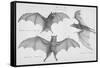 Bats. (Chiroptera), 1885-null-Framed Stretched Canvas