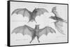 Bats. (Chiroptera), 1885-null-Framed Stretched Canvas