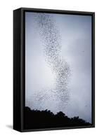 Bats Flying from Deer Cave at Dusk to Feed on Insects-Reinhard Dirscherl-Framed Stretched Canvas