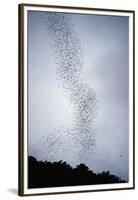 Bats Flying from Deer Cave at Dusk to Feed on Insects-Reinhard Dirscherl-Framed Premium Photographic Print