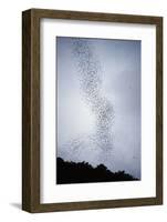 Bats Flying from Deer Cave at Dusk to Feed on Insects-Reinhard Dirscherl-Framed Photographic Print