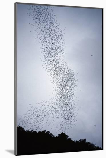 Bats Flying from Deer Cave at Dusk to Feed on Insects-Reinhard Dirscherl-Mounted Photographic Print