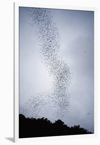 Bats Flying from Deer Cave at Dusk to Feed on Insects-Reinhard Dirscherl-Framed Photographic Print