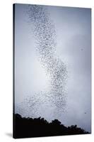 Bats Flying from Deer Cave at Dusk to Feed on Insects-Reinhard Dirscherl-Stretched Canvas