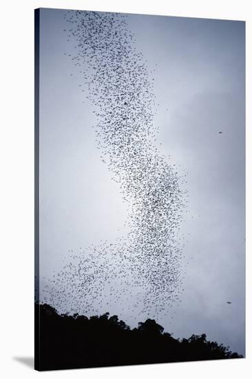 Bats Flying from Deer Cave at Dusk to Feed on Insects-Reinhard Dirscherl-Stretched Canvas