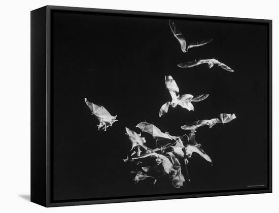 Bats Flying-Nina Leen-Framed Stretched Canvas