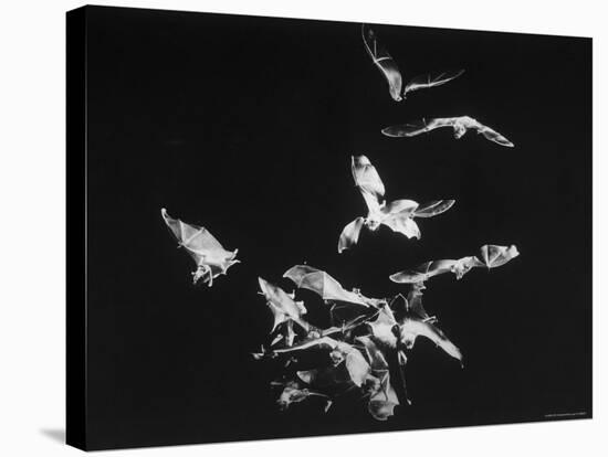 Bats Flying-Nina Leen-Stretched Canvas