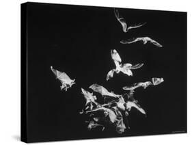 Bats Flying-Nina Leen-Stretched Canvas