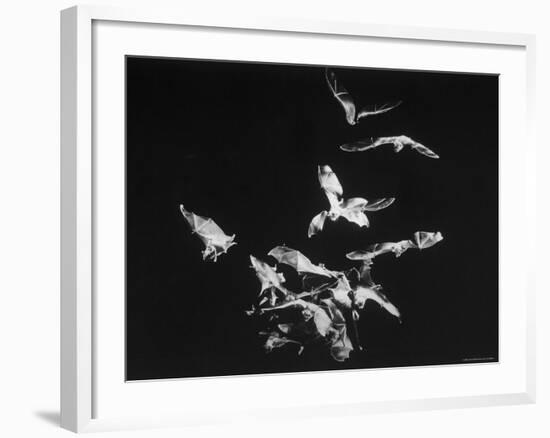 Bats Flying-Nina Leen-Framed Photographic Print