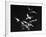 Bats Flying-Nina Leen-Framed Photographic Print