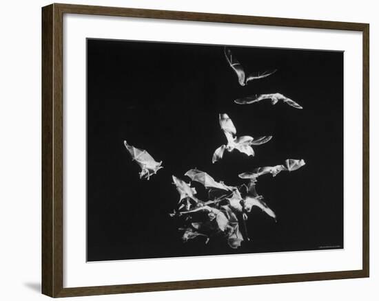 Bats Flying-Nina Leen-Framed Photographic Print