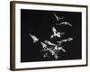 Bats Flying-Nina Leen-Framed Photographic Print