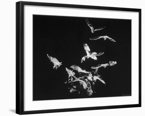 Bats Flying-Nina Leen-Framed Photographic Print