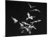 Bats Flying-Nina Leen-Mounted Photographic Print