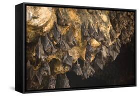 Bats on Roof of Cave Chamber Inside Purah Goa Lawah-Tony Waltham-Framed Stretched Canvas