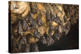 Bats on Roof of Cave Chamber Inside Purah Goa Lawah-Tony Waltham-Stretched Canvas